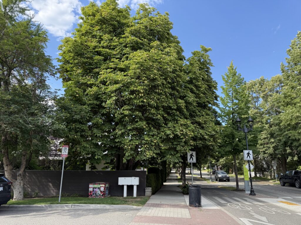 Large mature Horse Chestnut shading Abbott Street and the sidewalk in Kelowna's Heritage Conservation Area