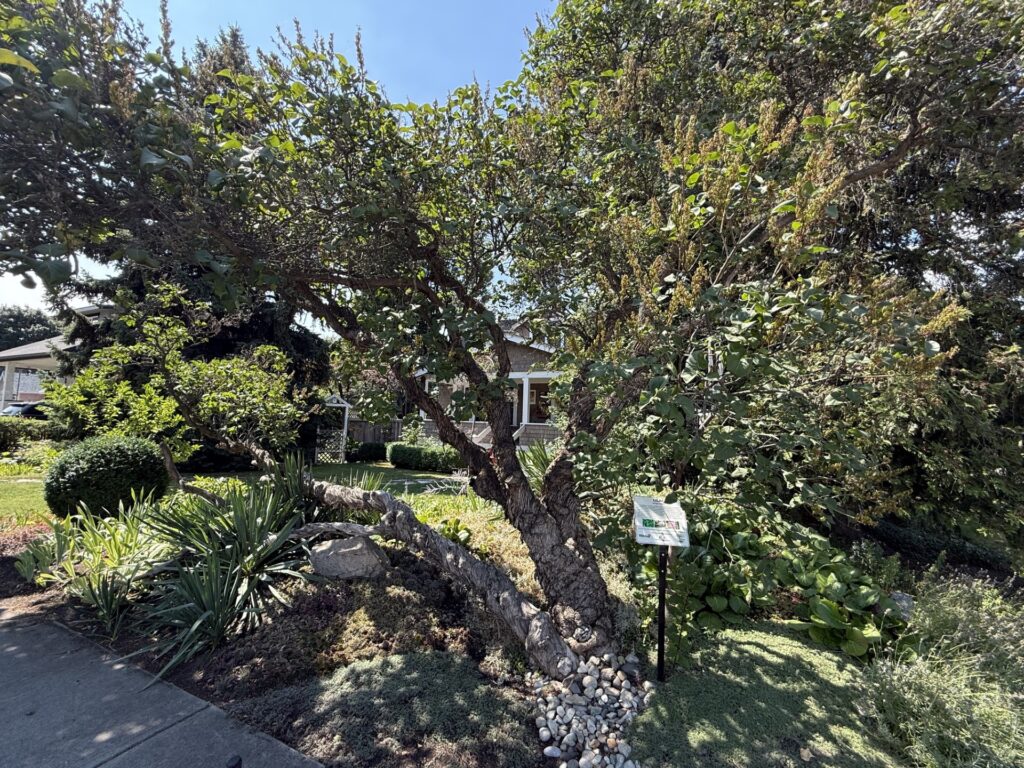 Old multi-stemmed lilac growing in a landscaped garden in Kelowna's Heritage Conservation Area