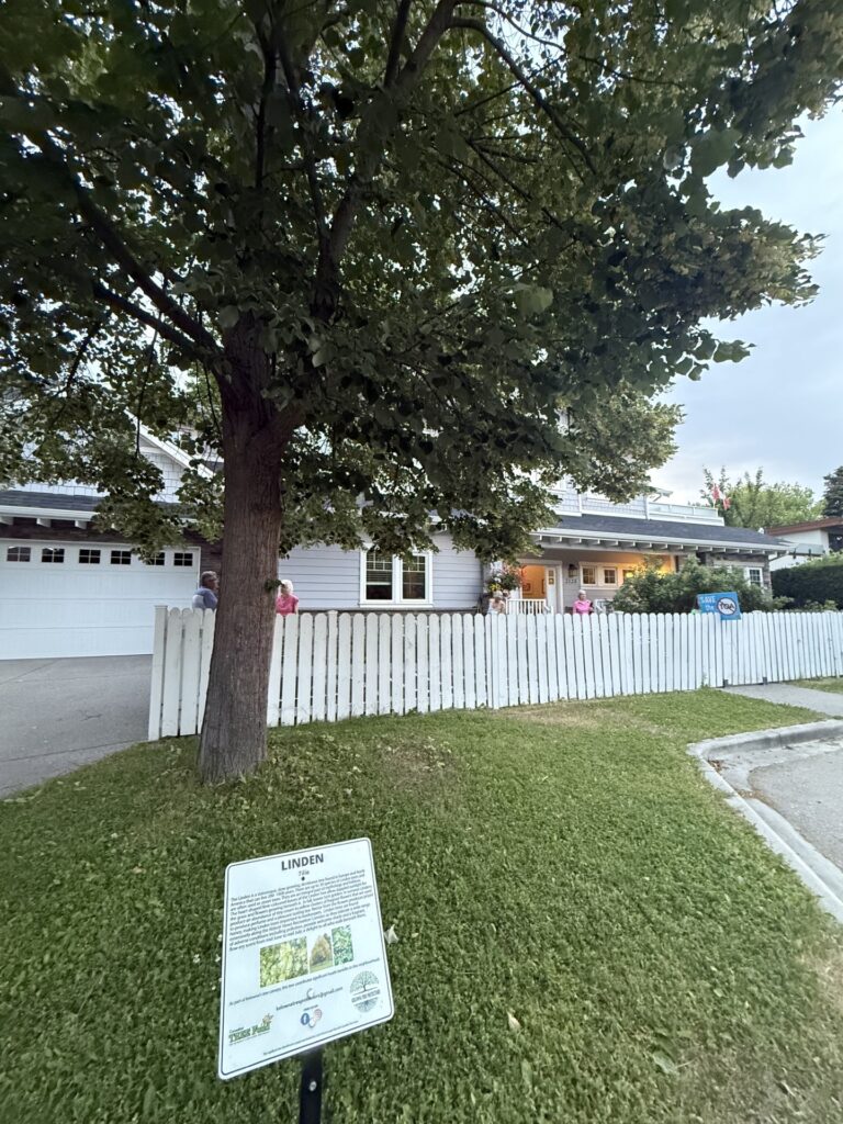 Mature linden tree along Abbott Street in Kelowna's Heritage Conservation Area