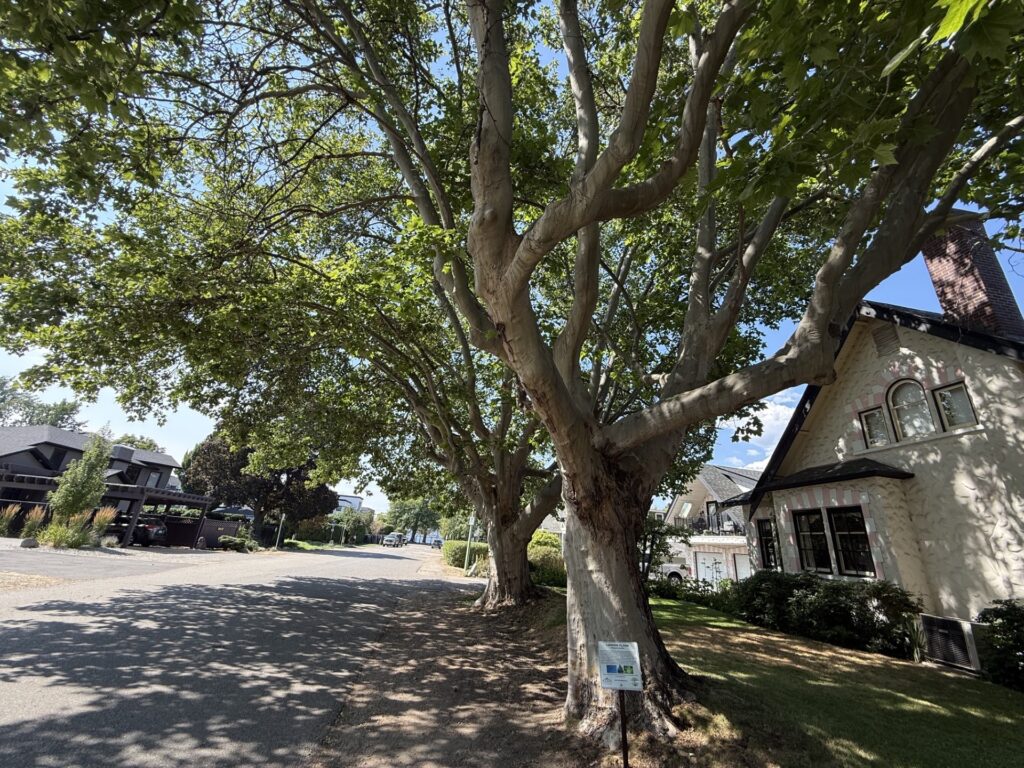 Mature London Plane tree shading a residential street beside a historic house in Kelowna's Heritage Conservation Area