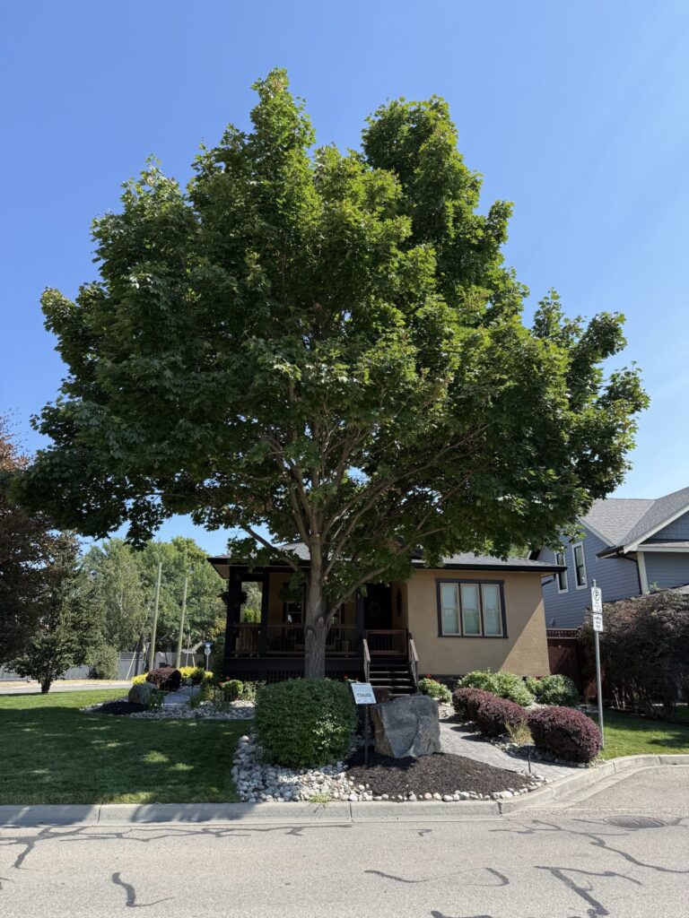 Mature Norway Maple growing beside a heritage-area home in Kelowna's Heritage Conservation Area